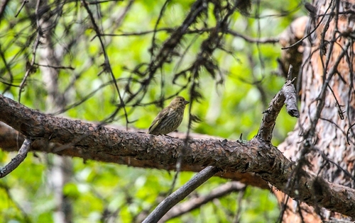 Eurasian Siskin