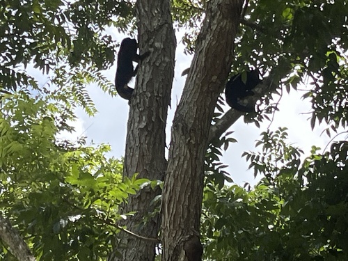 Yucatán Black Howler Monkey