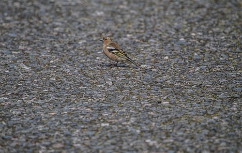 Common Chaffinch
