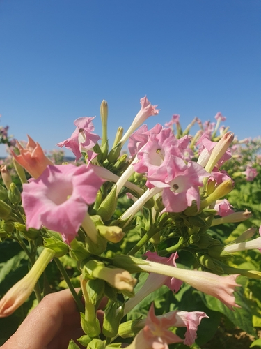 Cultivated tobacco