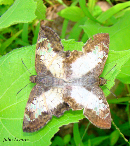 White Spurwing