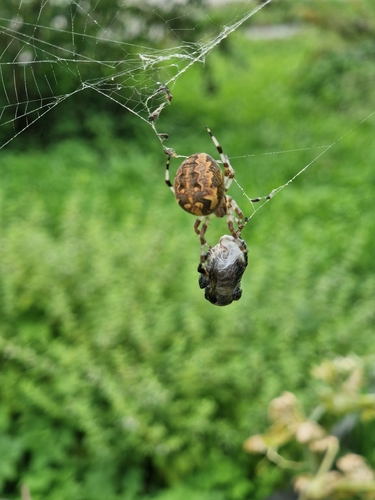 Marbled Orbweaver