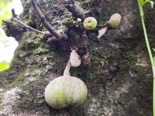 Roxburgh fig