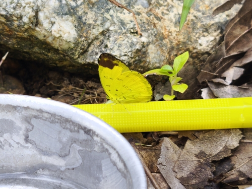Hill Grass Yellow