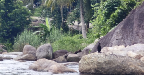 Little Cormorant