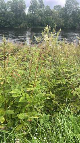 Meadowsweet