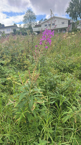 fireweed