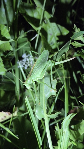 Upland Green Bush-cricket