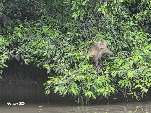 Long-tailed Macaque