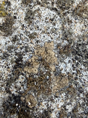 Scaly Stippled Lichen