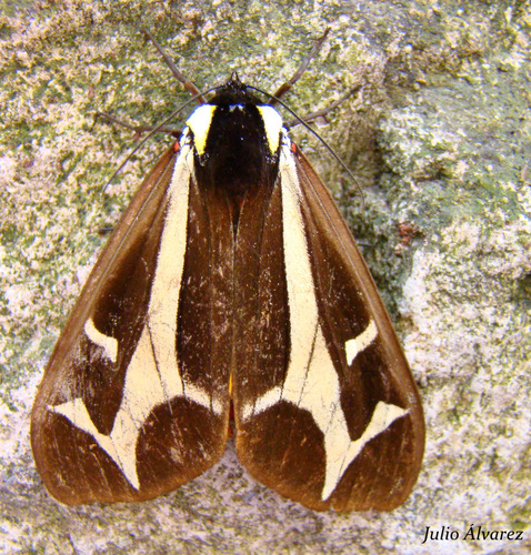 Northern Giant Flag Moth
