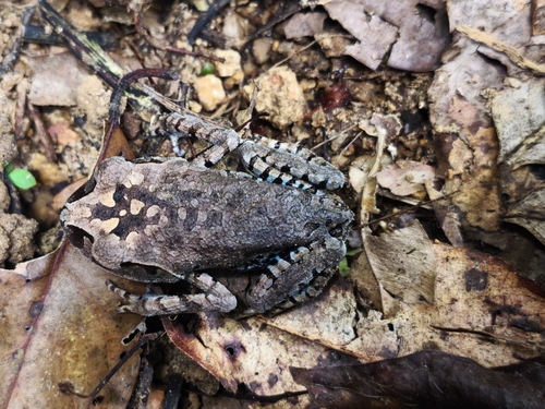 Smith's Litter Frog
