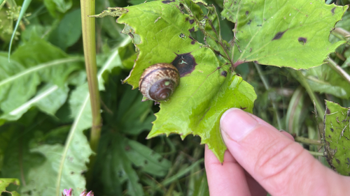 Copse Snail