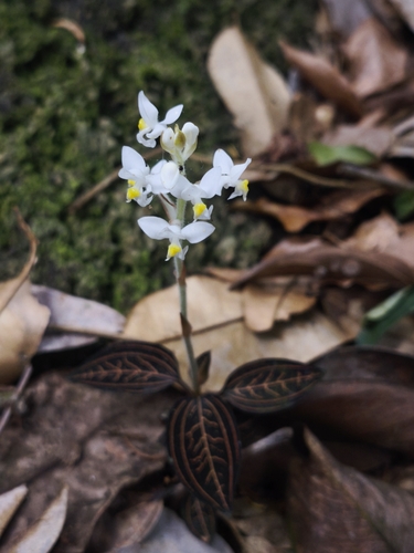 Jewel orchid