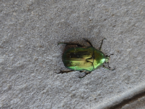 European Rose Chafer