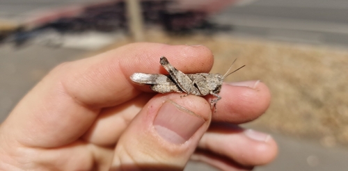Blue-winged Grasshopper