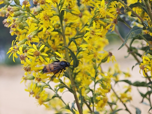 Scolia hirta
