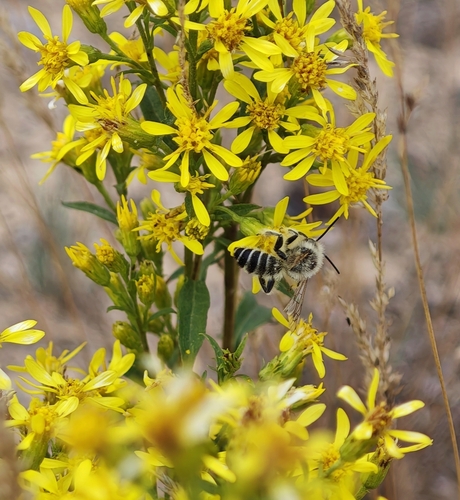 Common Pantaloon Bee