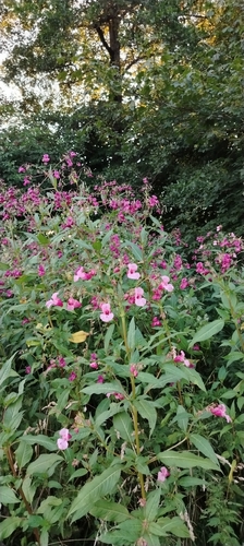 Himalayan balsam