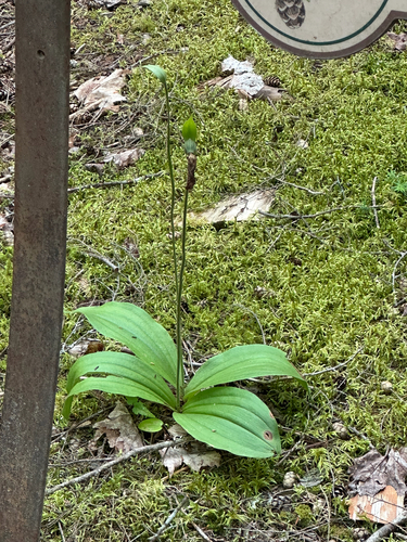 pink lady's slipper