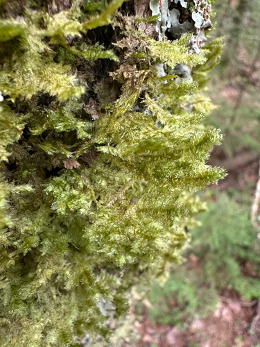 shingle moss