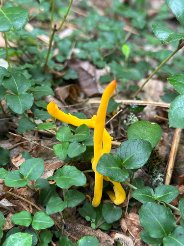 Golden Spindles