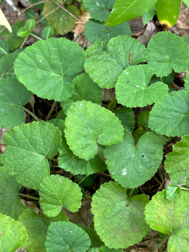 Dewdrop