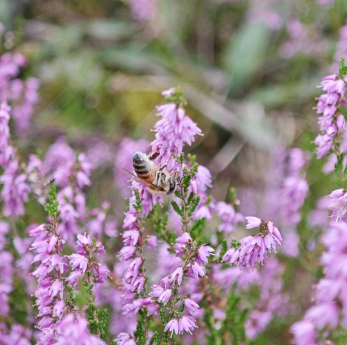 Western Honey Bee