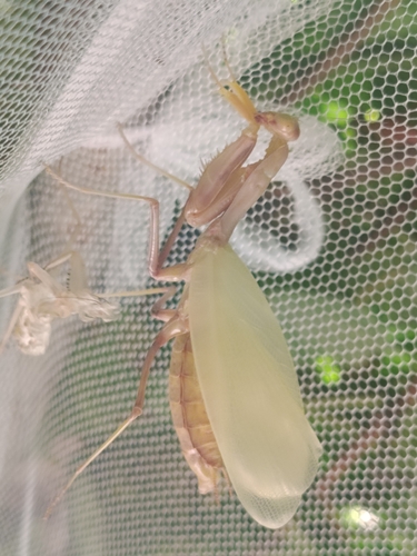 Transcaucasian Giant Mantis