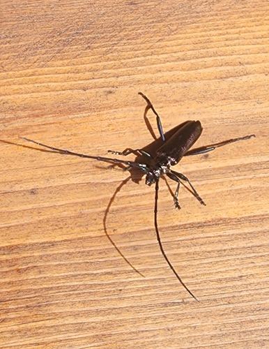 Musk beetle