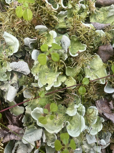 Arctic Kidney Lichen