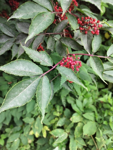 red-berried elder