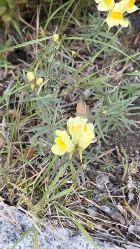 common toadflax