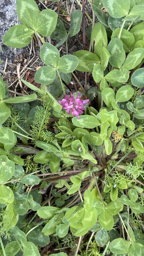 Red Clover