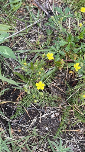 Silvery Cinquefoil