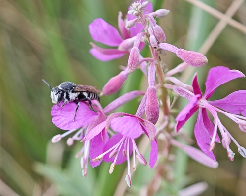 Large Sharp-tail Bee