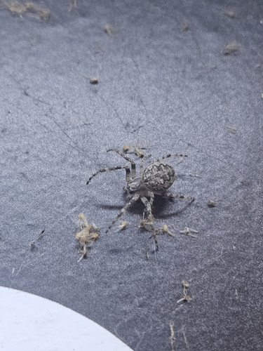 Larinioides ixobolus