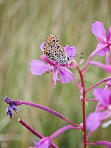 Sooty Copper