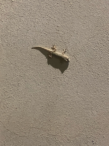 Moorish Gecko