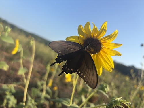 Pipevine Swallowtail