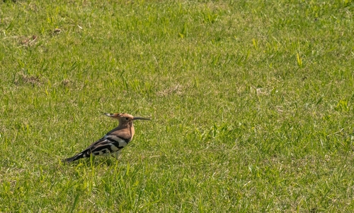 Common Hoopoe