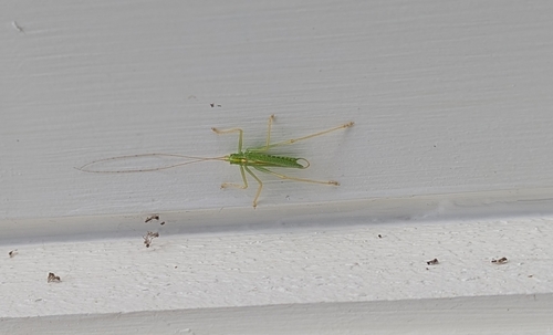 Oak Bush-cricket