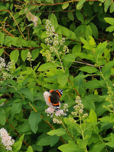 Red Admiral