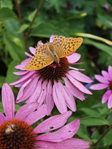 Silver-washed Fritillary