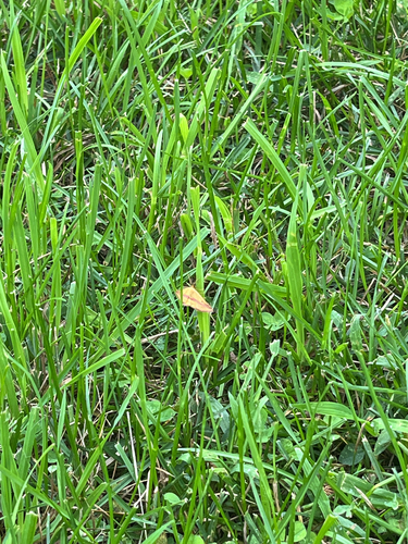 Chickweed Geometer Moth
