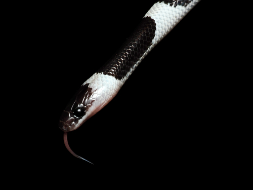 Laotian Wolf Snake