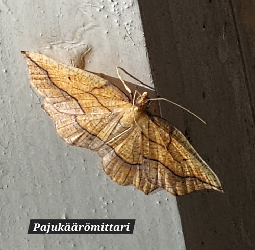 Bordered Beauty