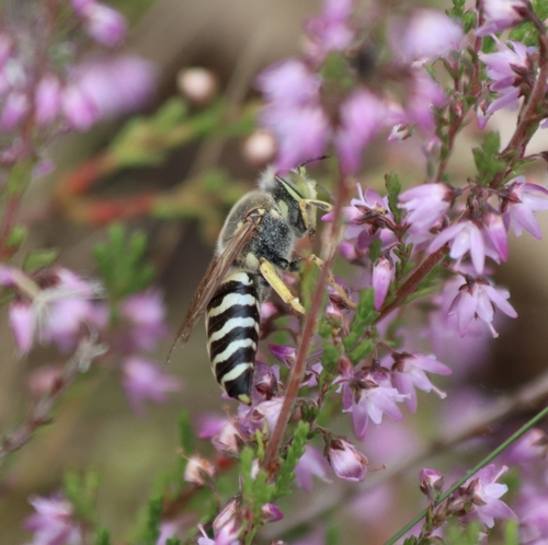 Bembix rostrata