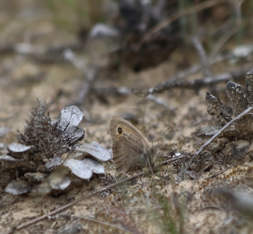Dusky Meadow Brown