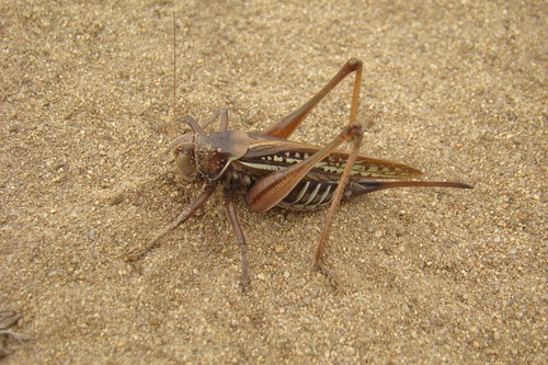 Sedakov's Bush-cricket